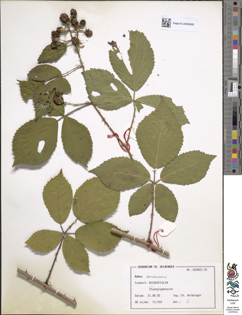 Rubus favonii photo 4