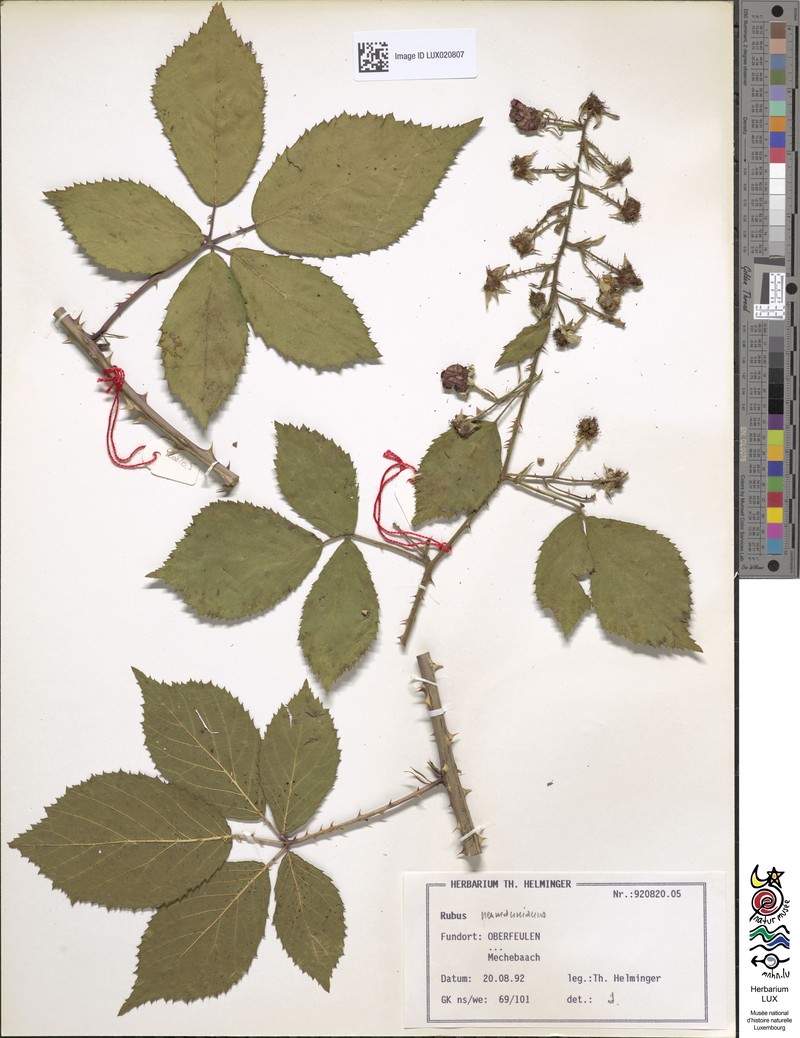 Rubus favonii photo 5