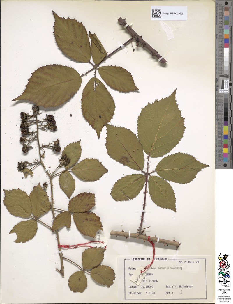 Rubus favonii photo 6