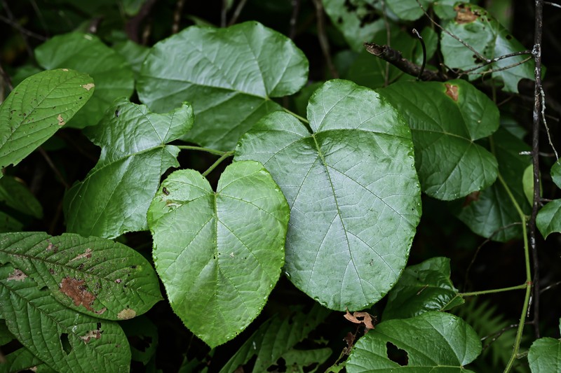 Rubus feddei
