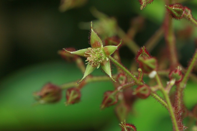 Rubus feddei photo 2