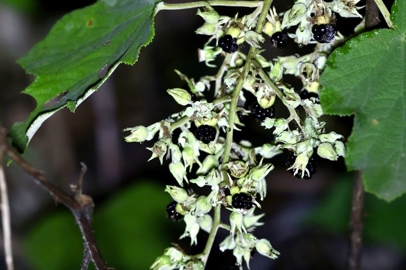 Rubus feddei photo 3