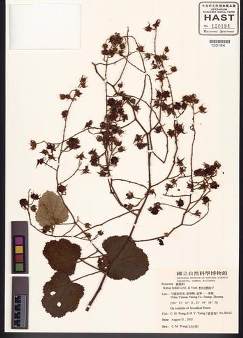 Rubus feddei photo 4