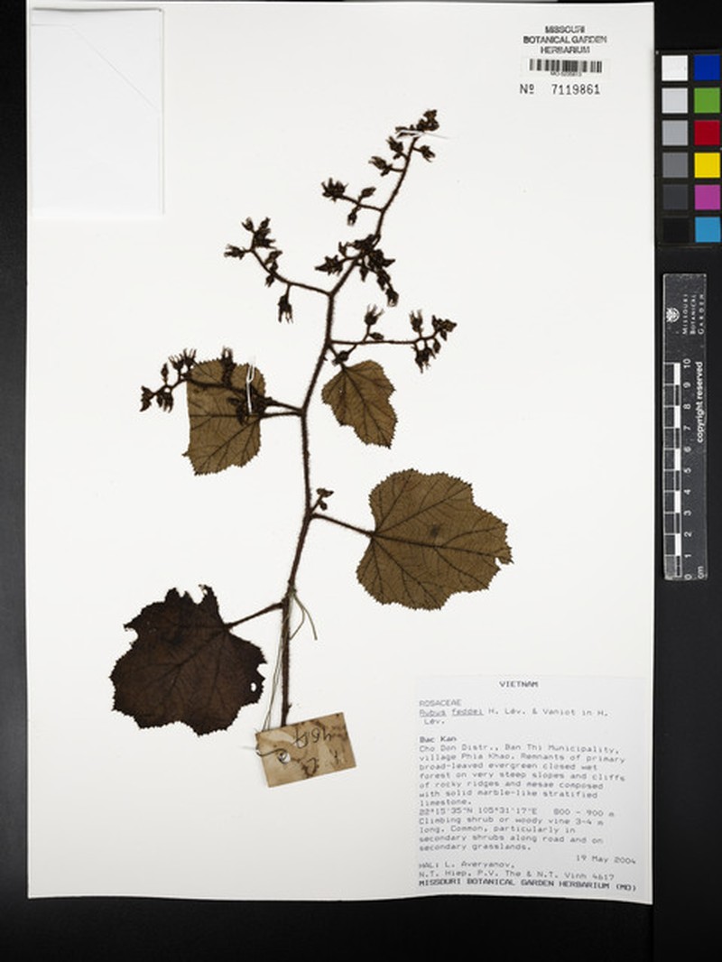 Rubus feddei photo 5