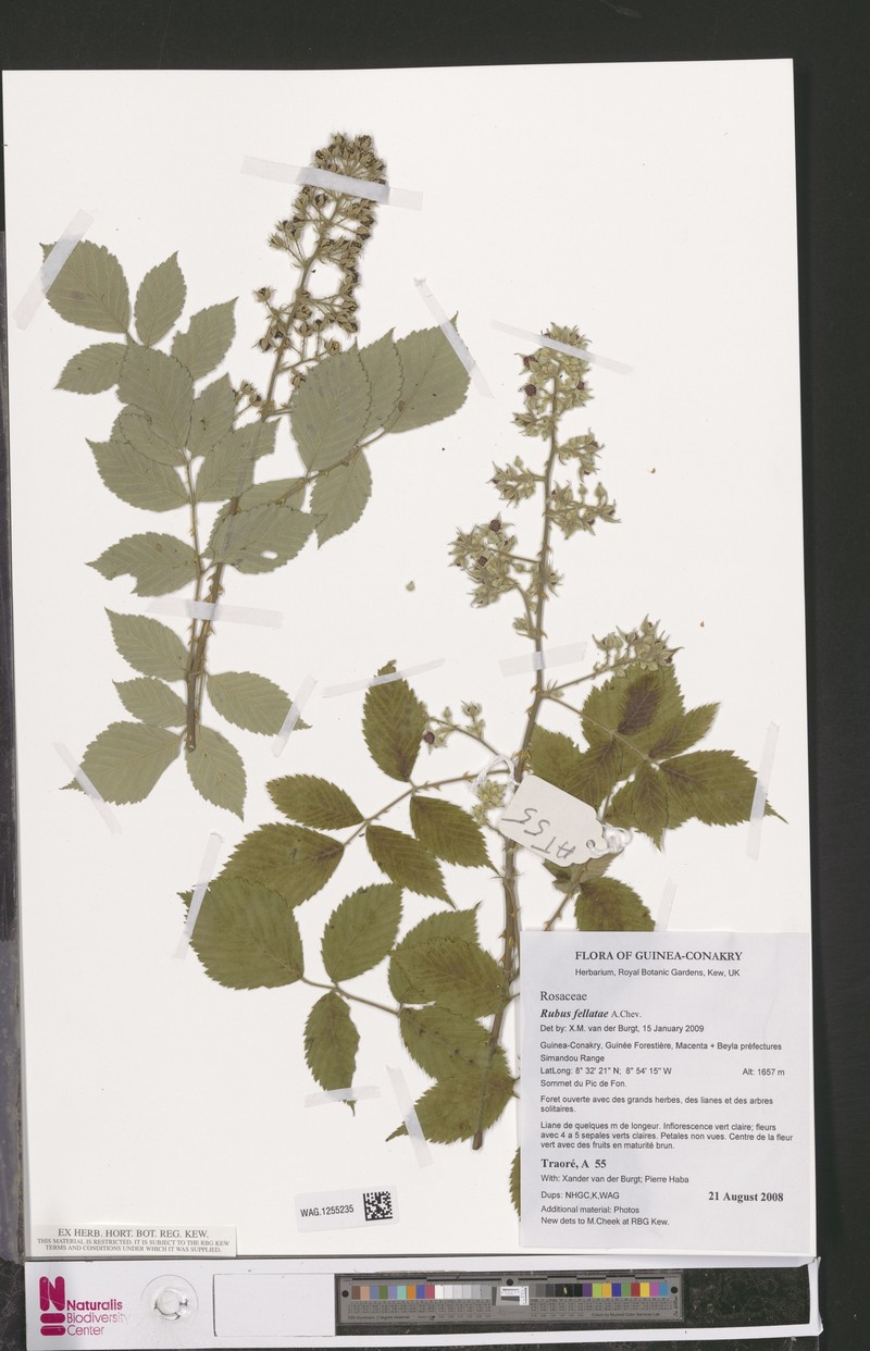 Rubus fellatae