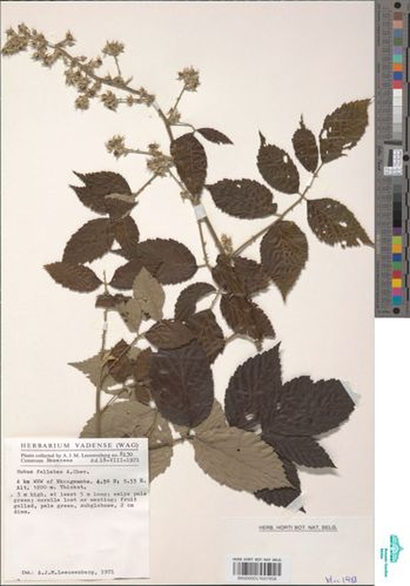 Rubus fellatae photo 2