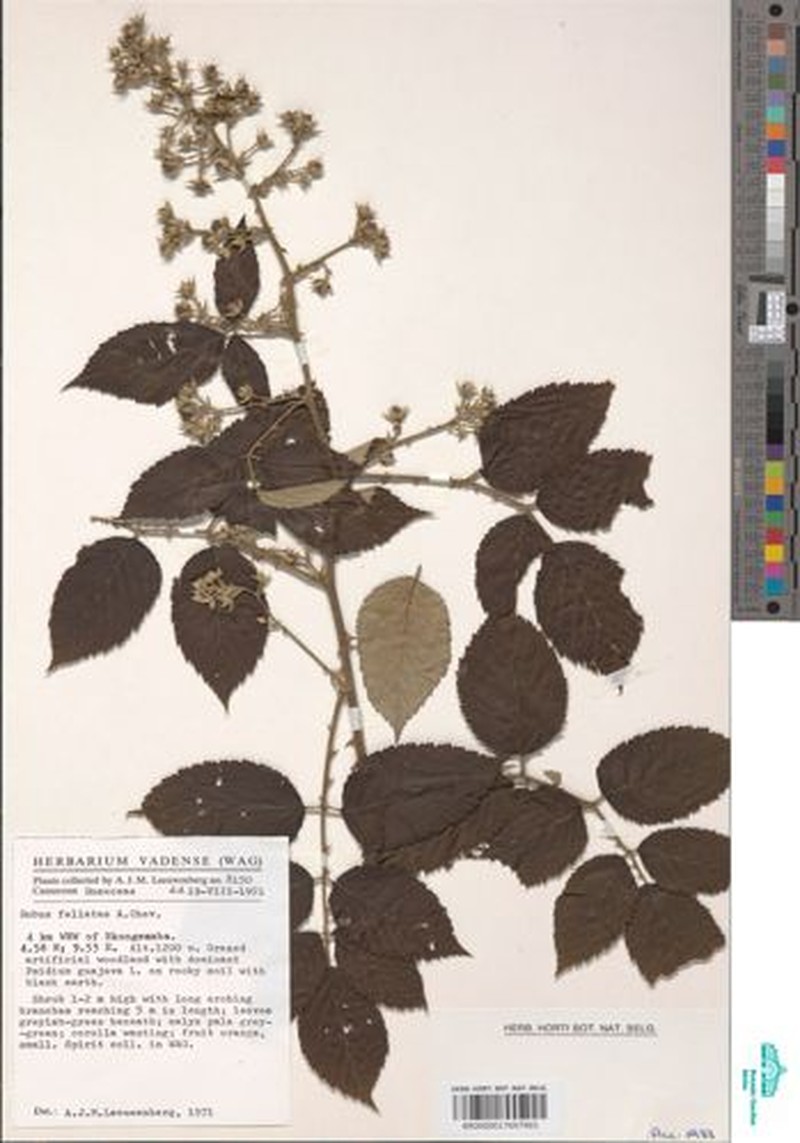 Rubus fellatae photo 3