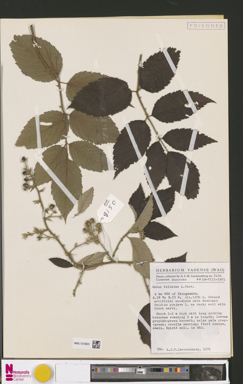 Rubus fellatae photo 4