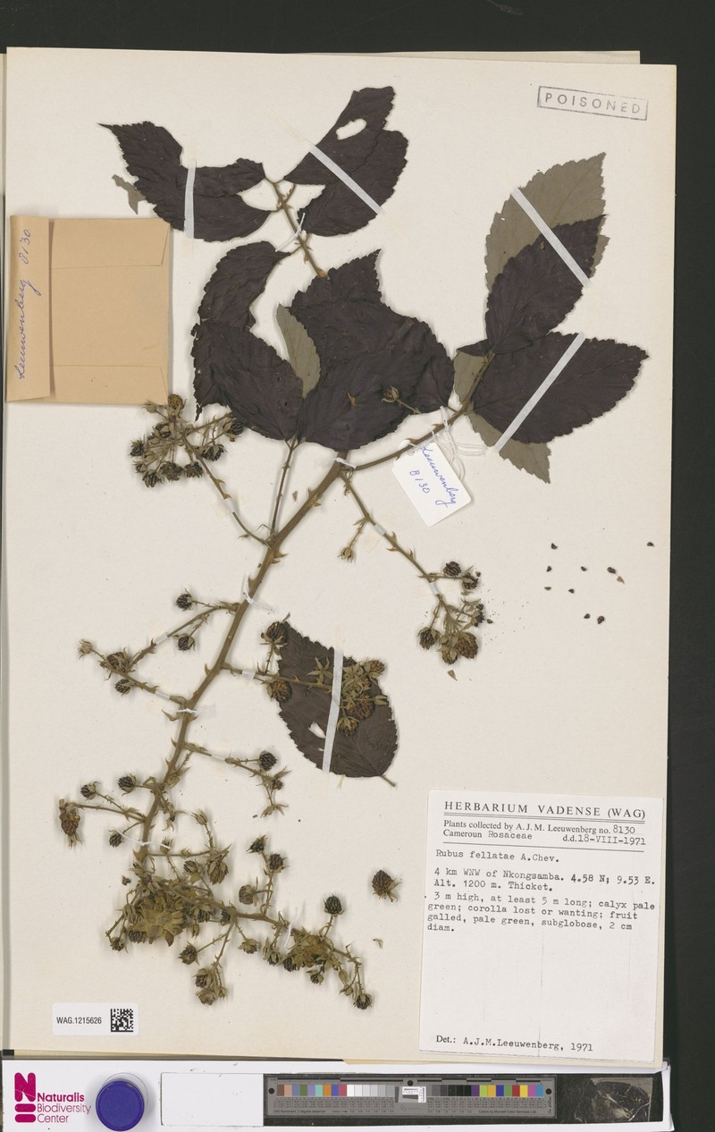 Rubus fellatae photo 5