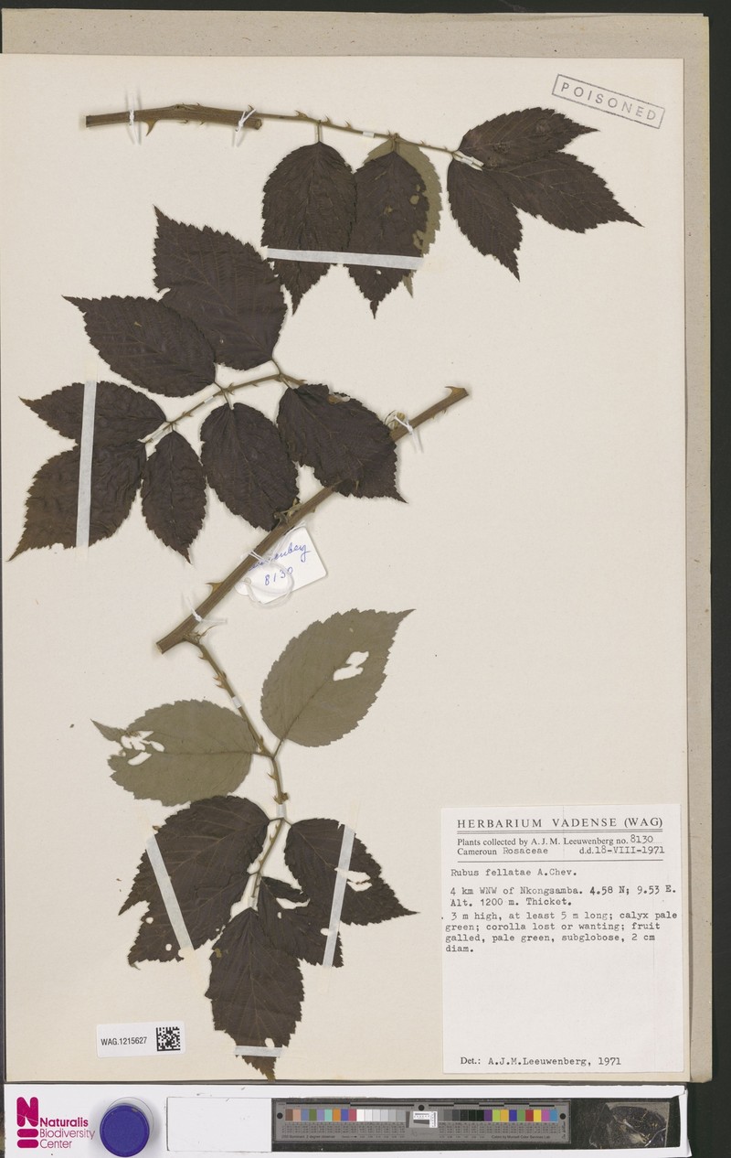 Rubus fellatae photo 6