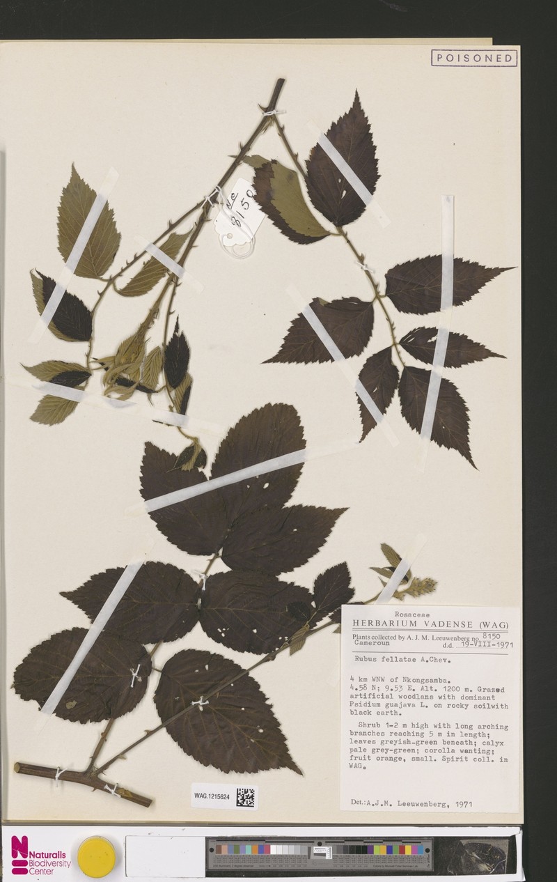 Rubus fellatae photo 8