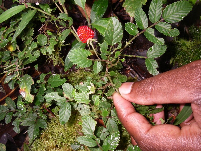 Rubus ferdinandimuelleri