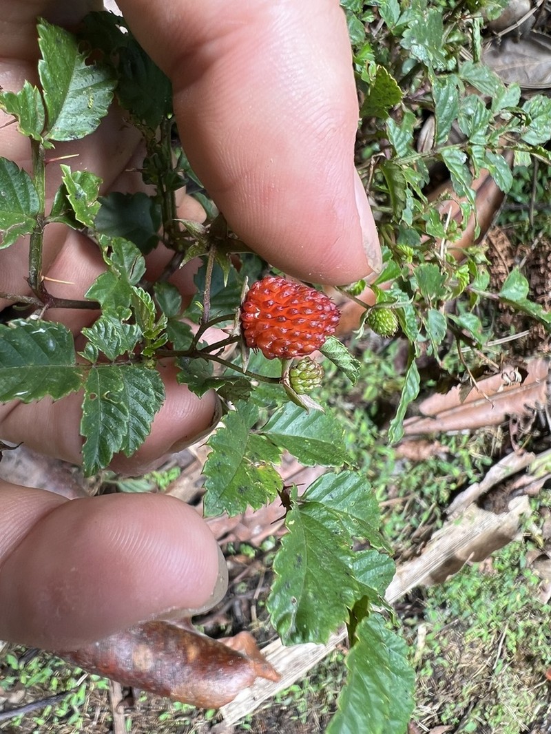 Rubus ferdinandimuelleri photo 2