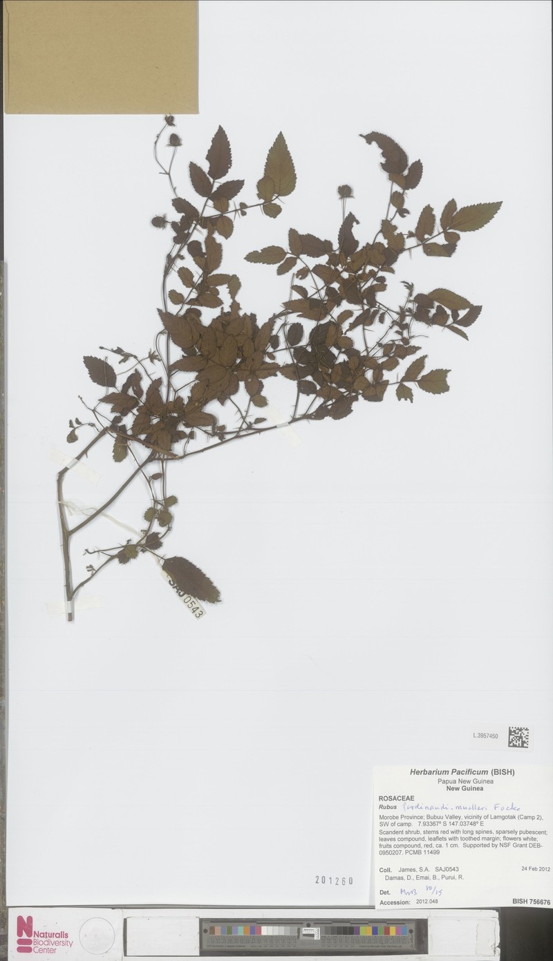 Rubus ferdinandimuelleri photo 4