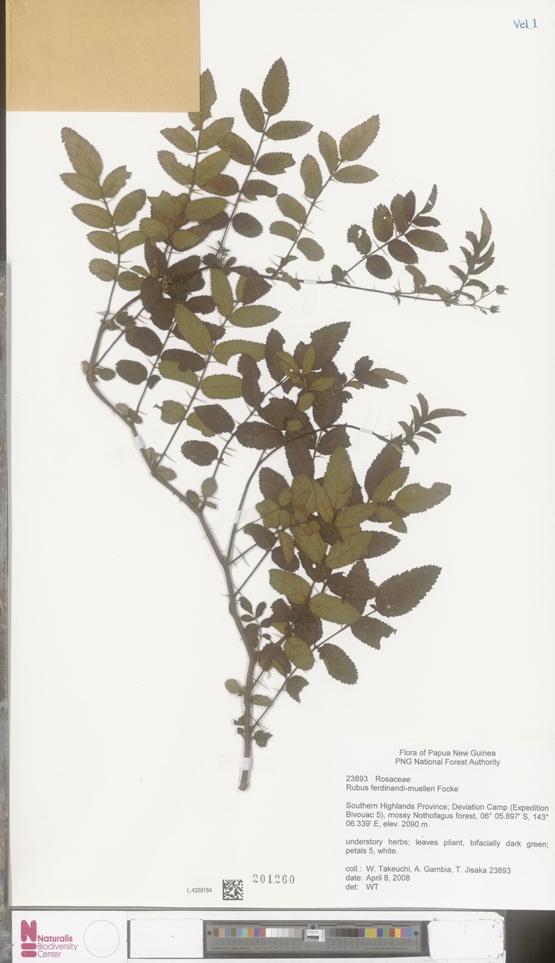 Rubus ferdinandimuelleri photo 5