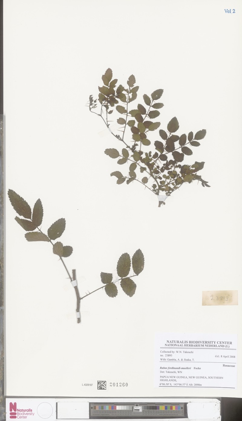 Rubus ferdinandimuelleri photo 6