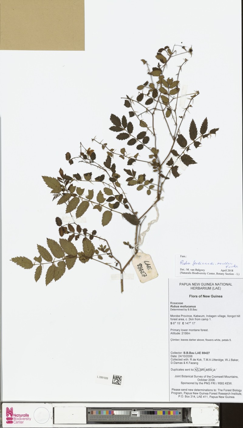 Rubus ferdinandimuelleri photo 7