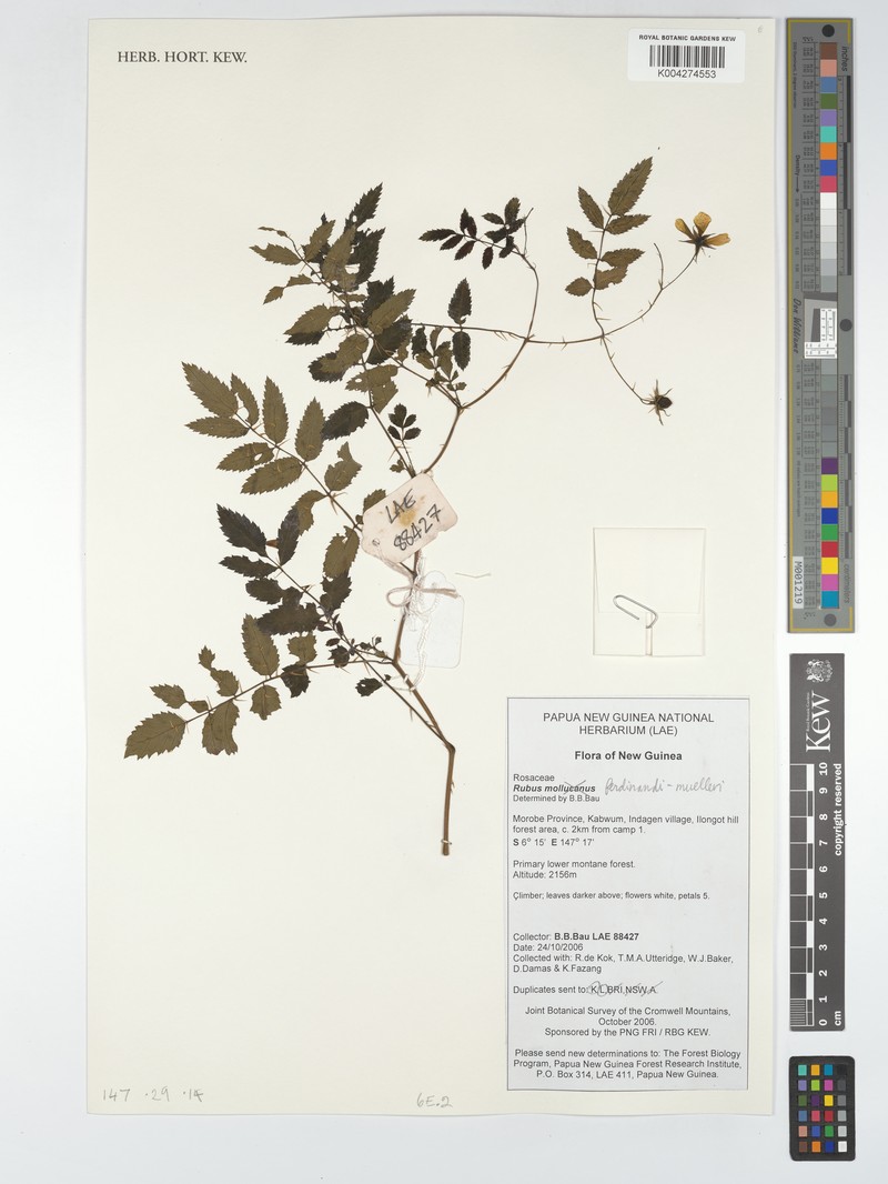 Rubus ferdinandimuelleri photo 8