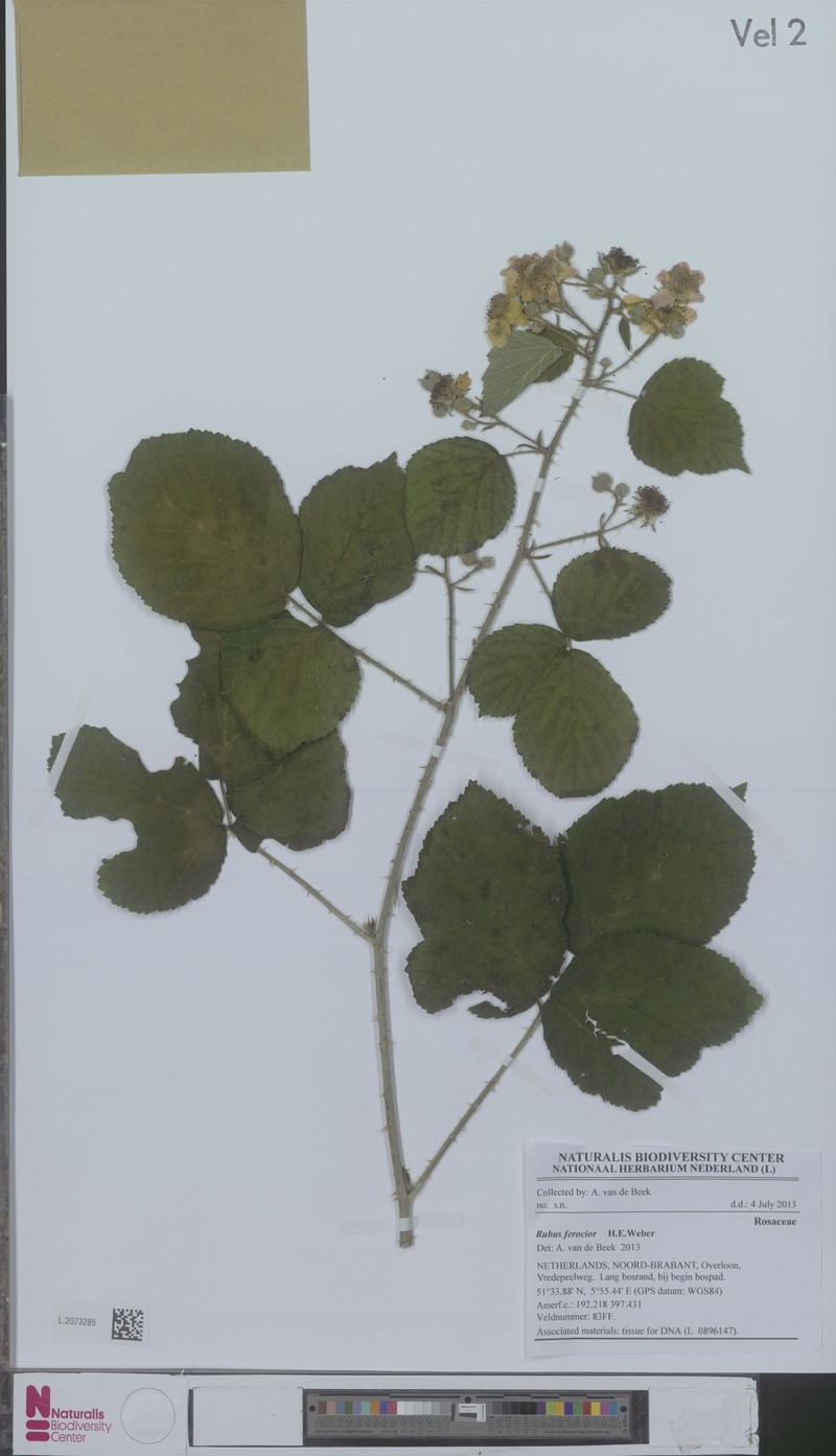 Rubus ferus