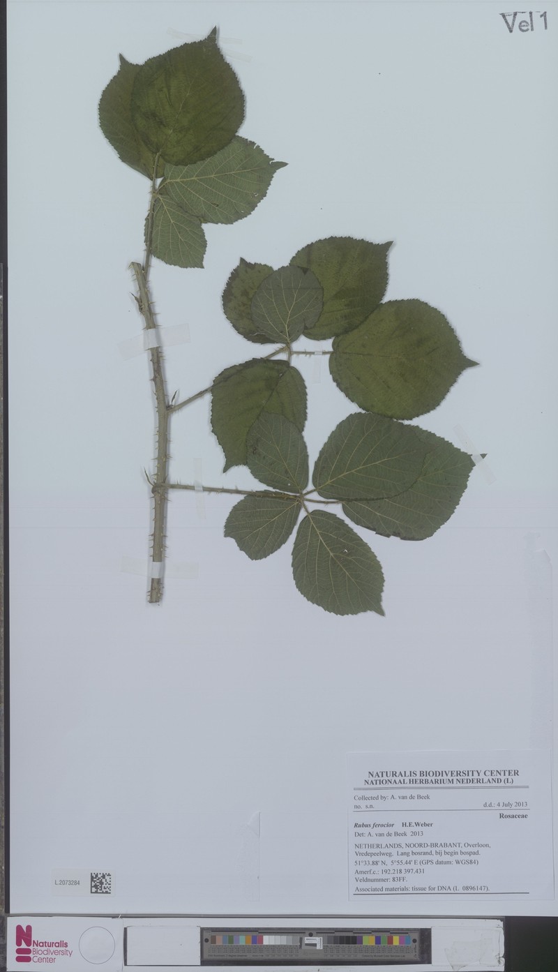 Rubus ferus photo 2