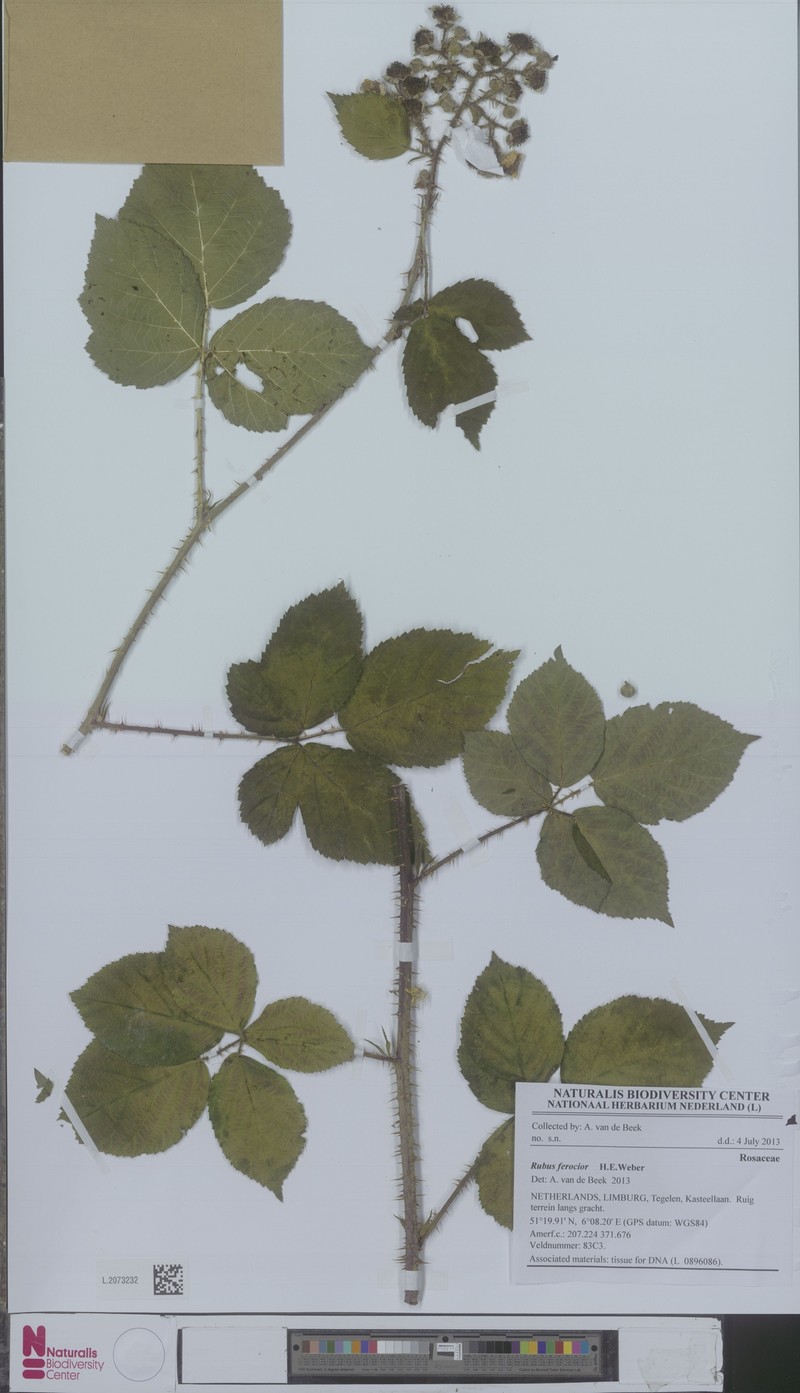 Rubus ferus photo 3