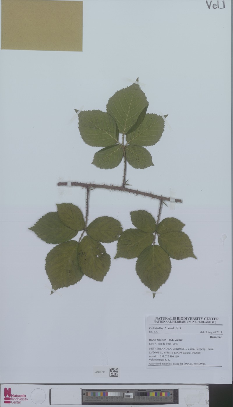 Rubus ferus photo 4