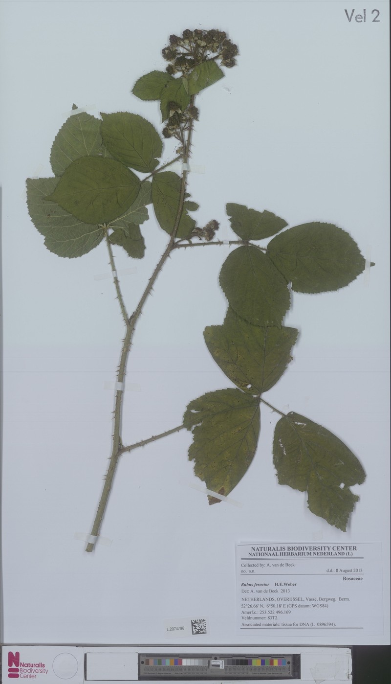Rubus ferus photo 5