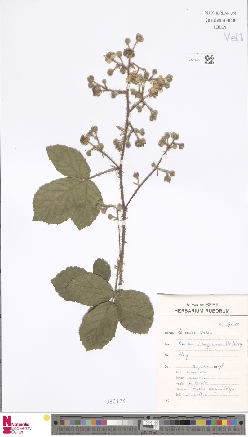 Rubus ferus photo 6