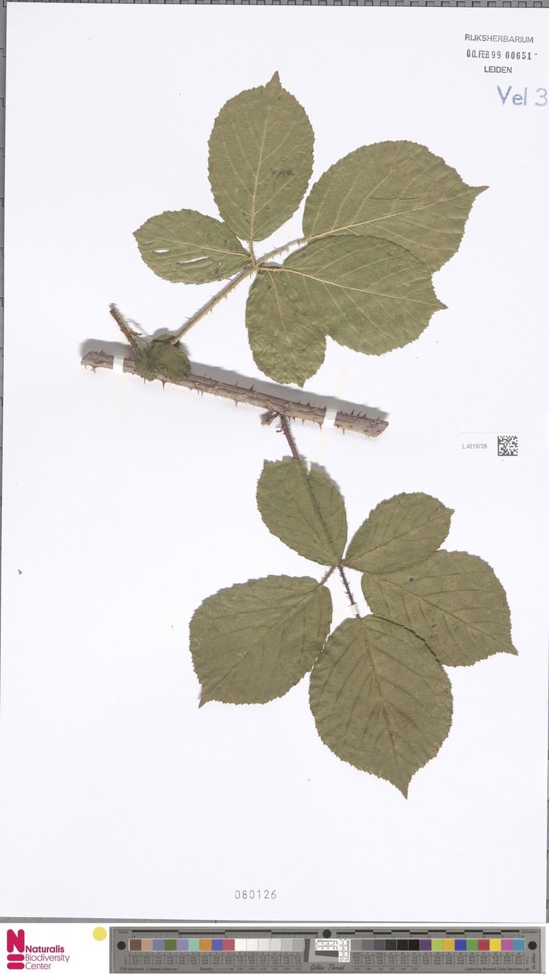 Rubus ferus photo 7
