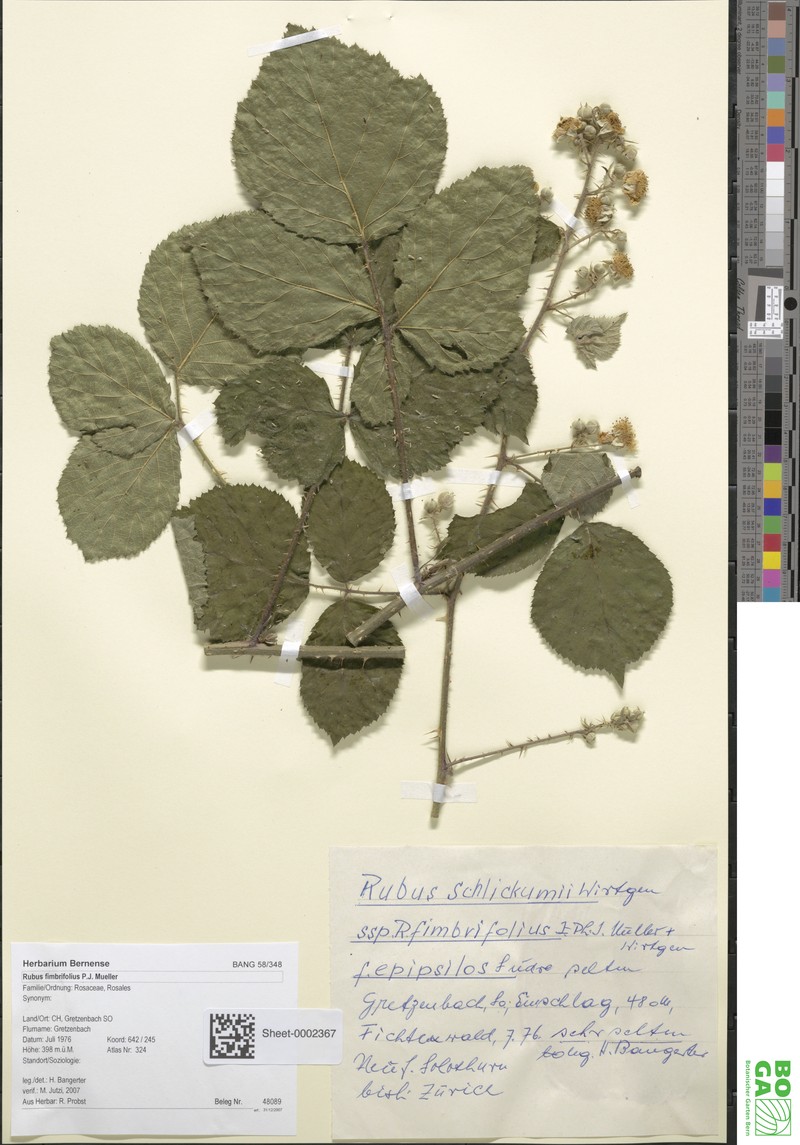 Rubus fimbrifolius