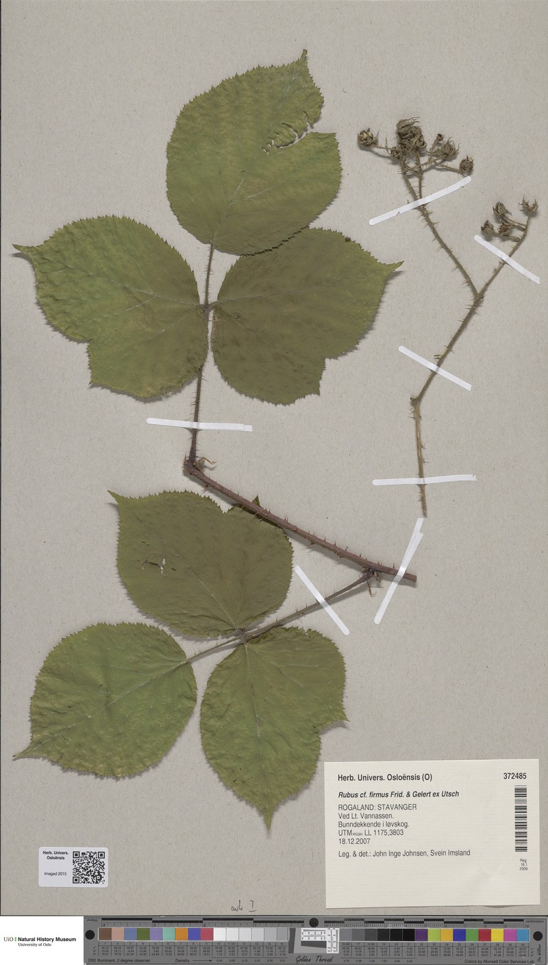 Rubus firmus