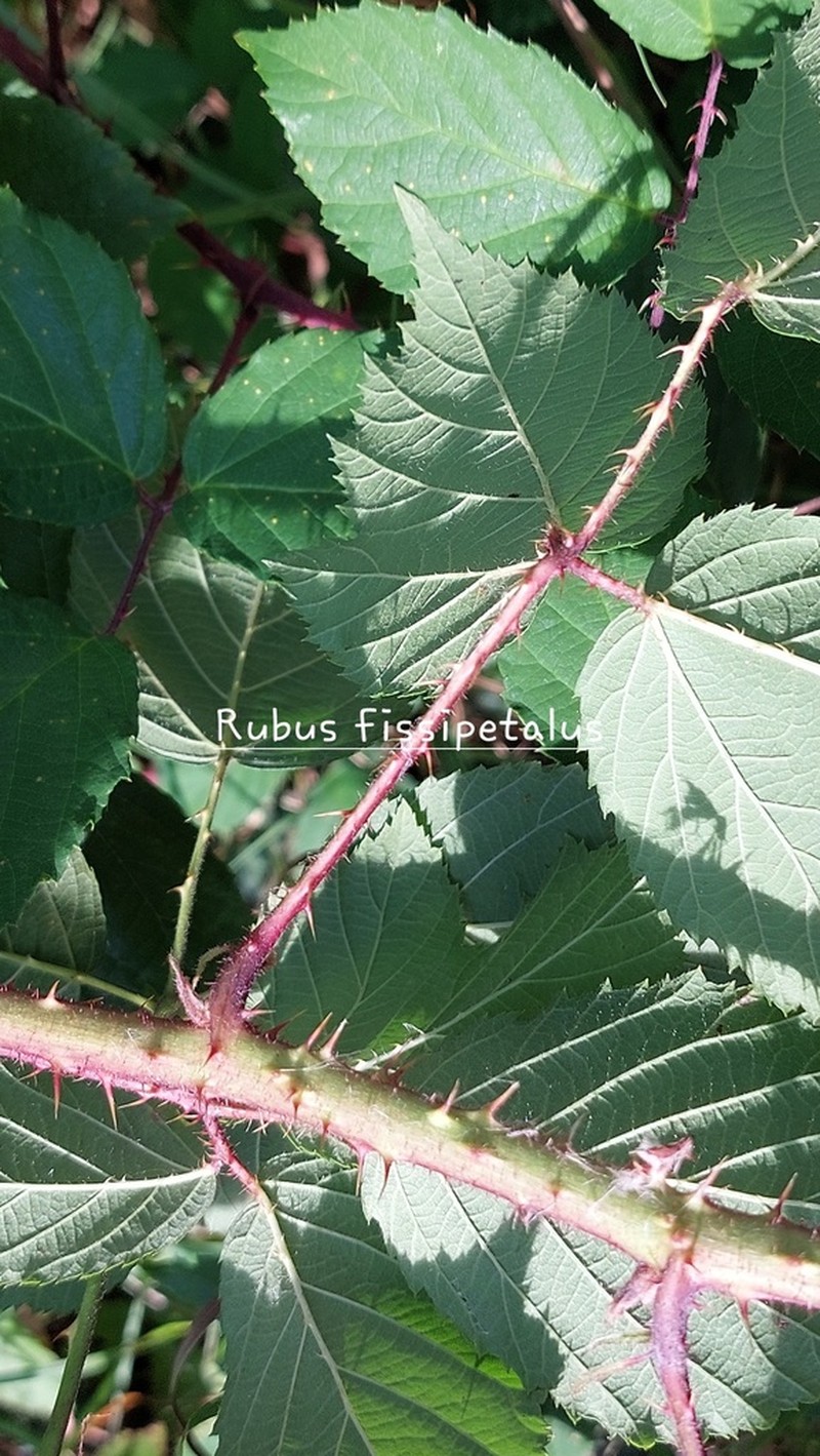 Rubus fissipetalus