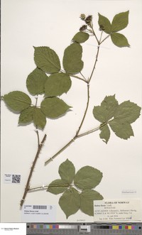 Rubus fissus