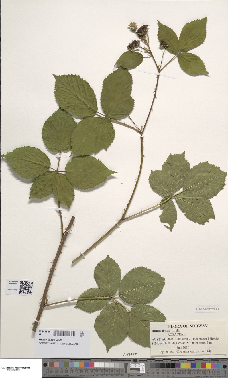Rubus fissus