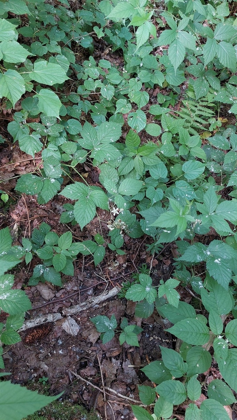 Rubus flabellatus