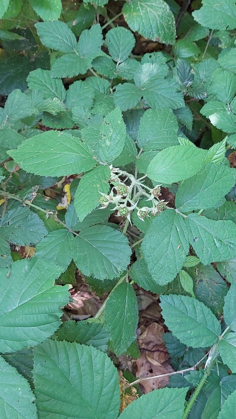 Rubus flaccidifolius