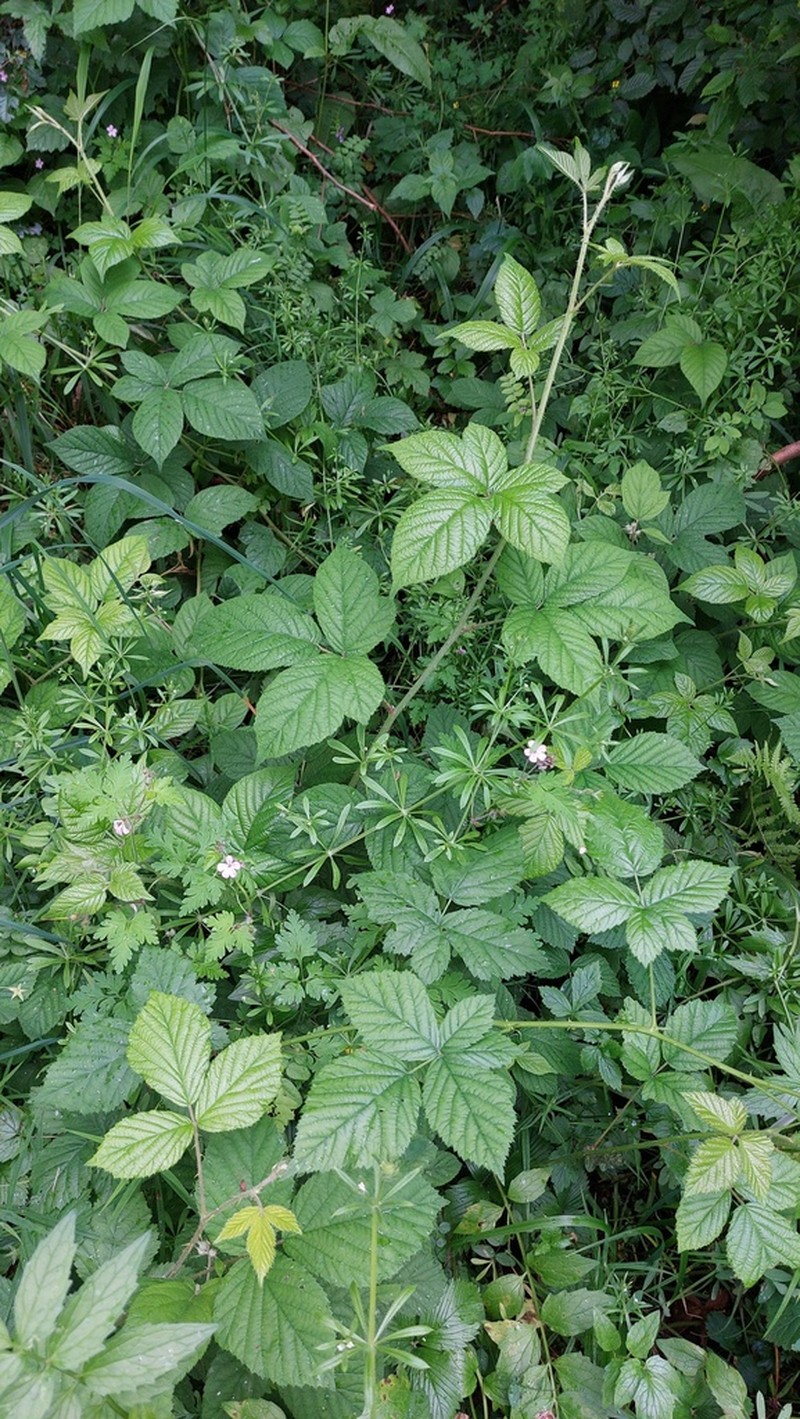 Rubus flaccidifolius photo 2