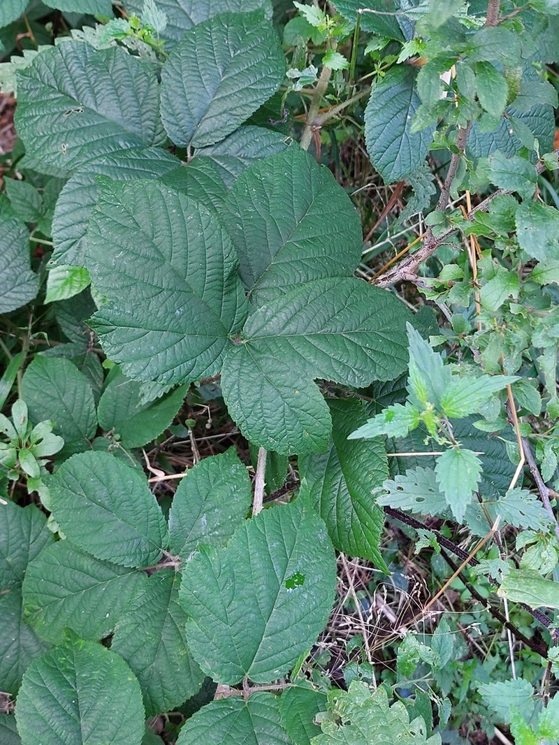 Rubus flaccidifolius photo 3