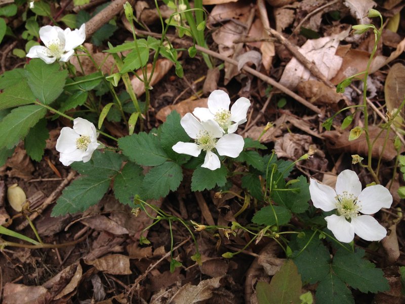 Northern Dewberry photo 4