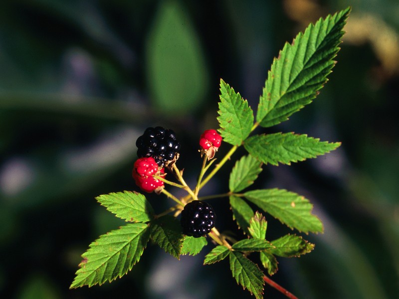 Sanddwelling Dewberry