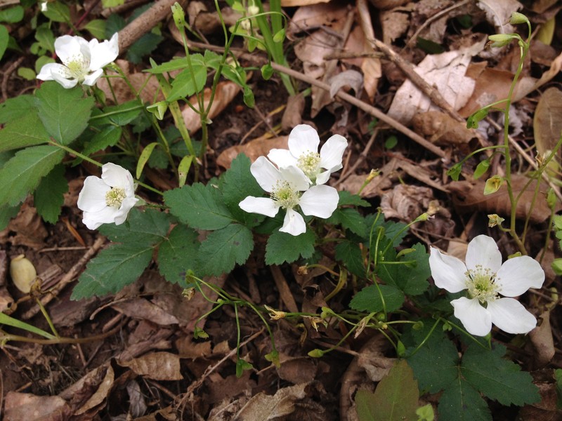 Aberdeen Dewberry photo 2