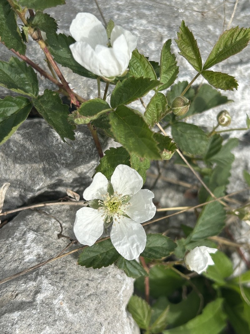 Grimes' Dewberry photo 7