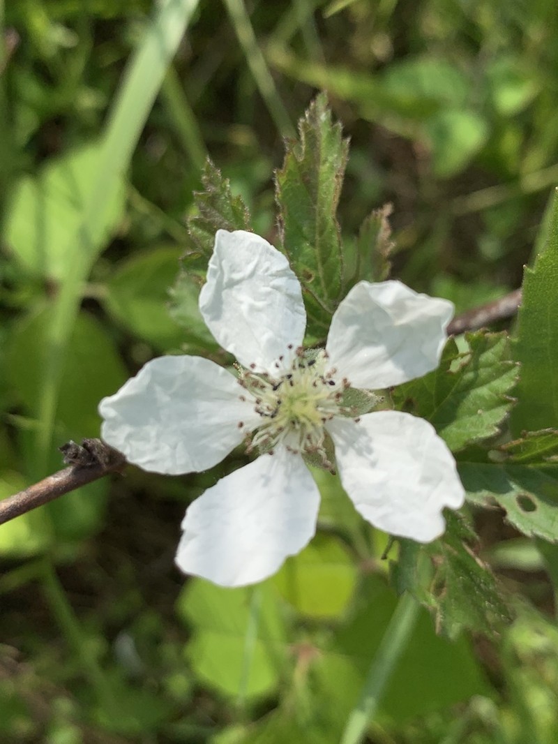 Woodborder Dewberry photo 3