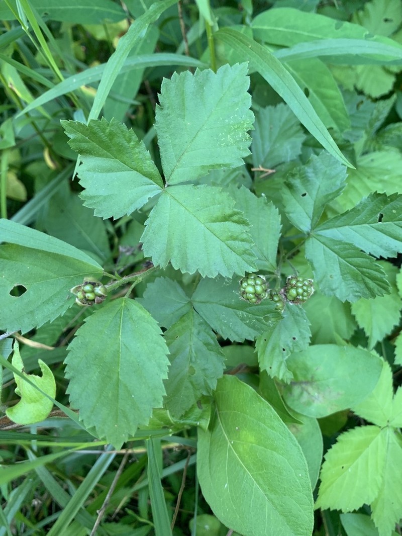 Halifax Blackberry photo 6
