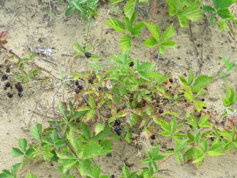 Wharton's Dewberry photo 4