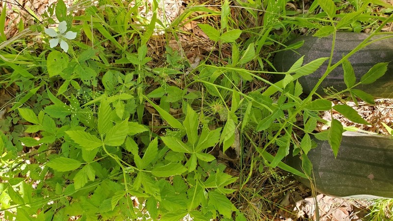 Wharton's Dewberry photo 5