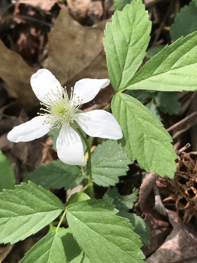 Wharton's Dewberry photo 7