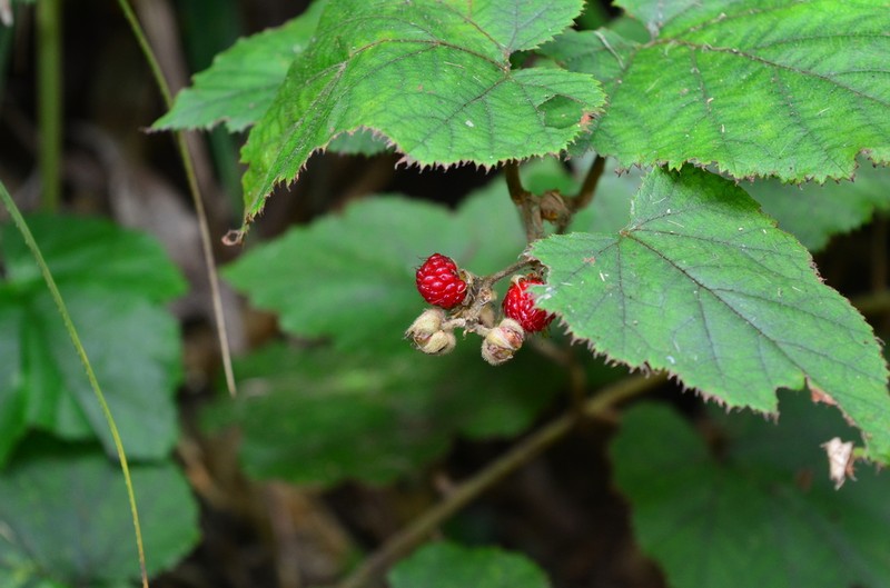 Rubus flagelliflorus