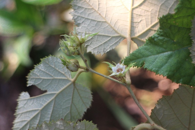 Rubus flagelliflorus photo 2