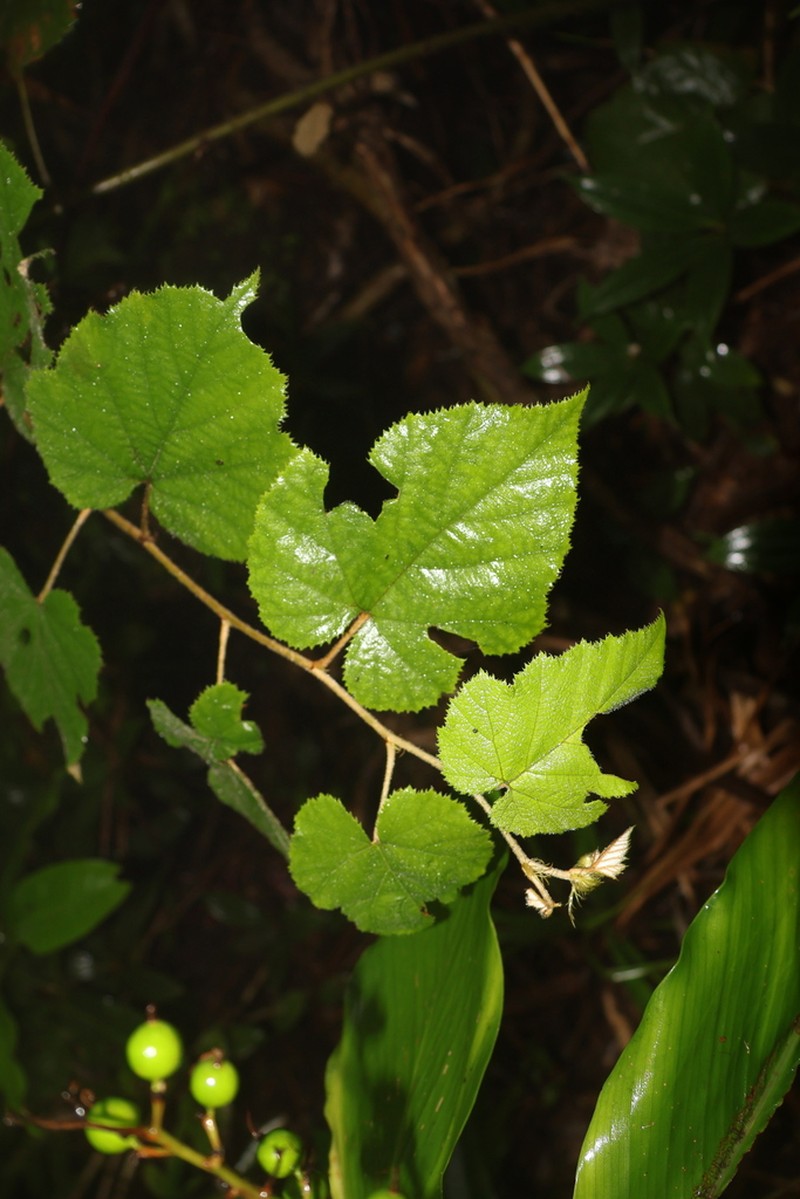 Rubus flagelliflorus photo 3
